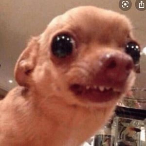 Meet your Posher, Clara